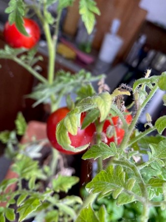 Was das Leben mit einer Tomatenpflanze zu tun hat….