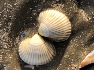 Freunde sind wie Sterne…