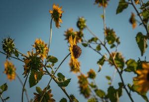 A captivating view of sunflowers reaching towards a clear blue sky in Thailand.