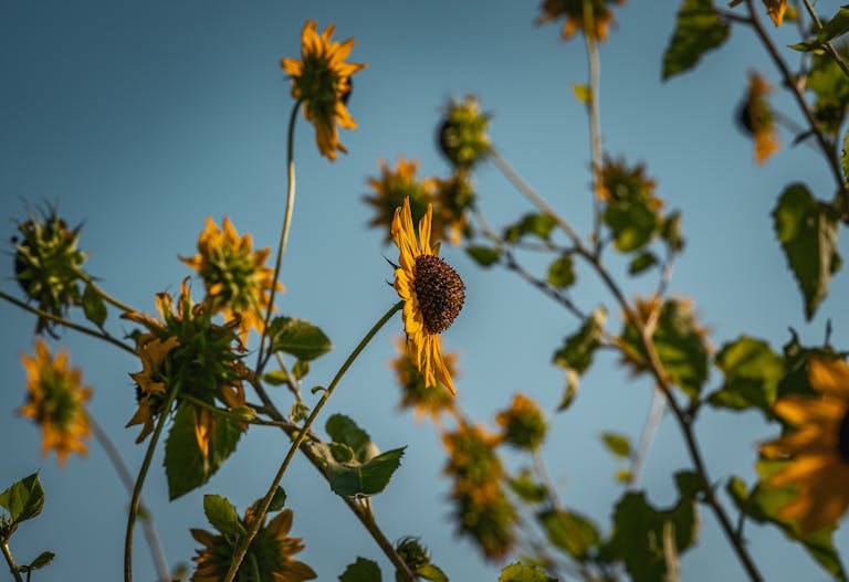 A captivating view of sunflowers reaching towards a clear blue sky in Thailand.