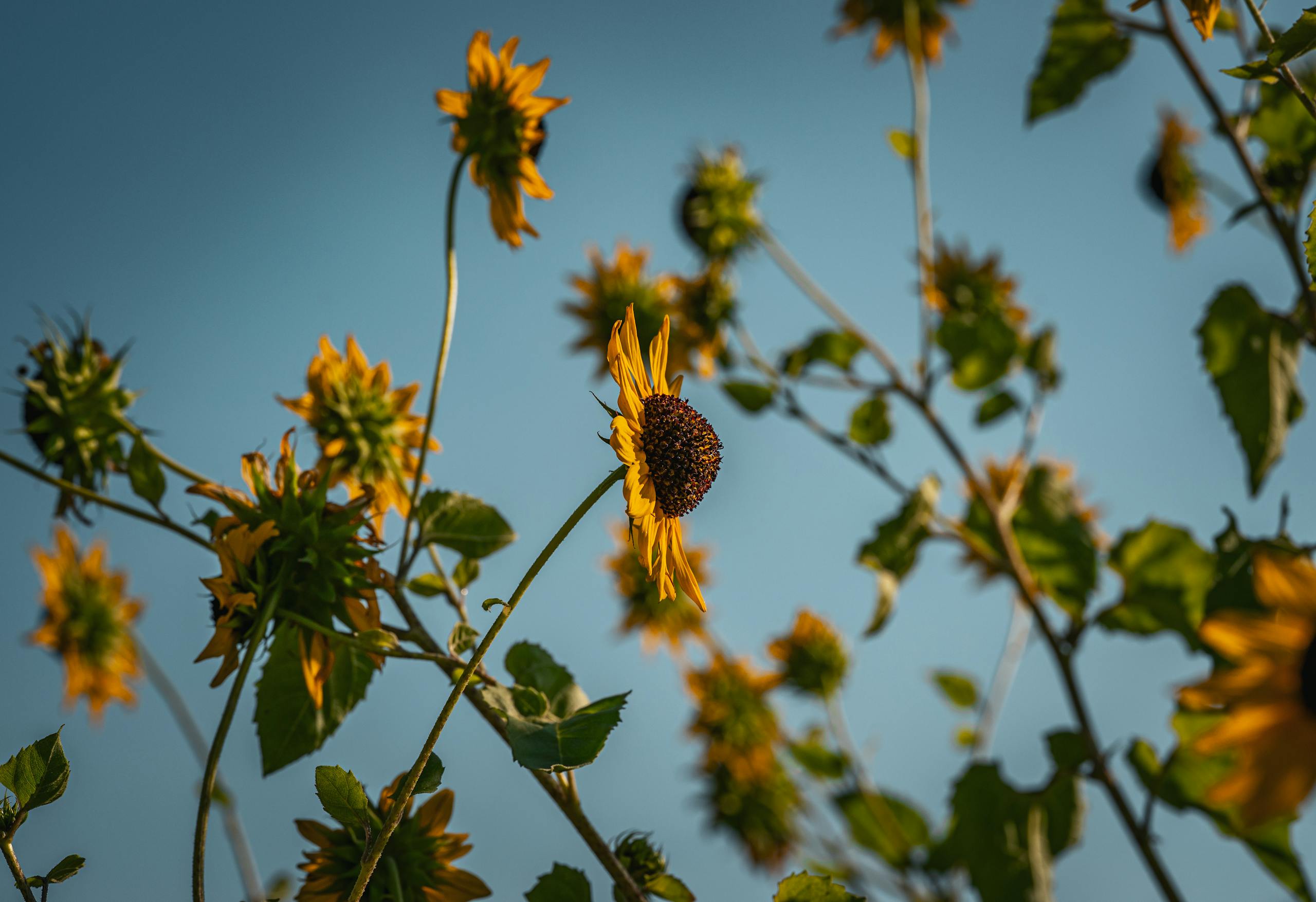 A captivating view of sunflowers reaching towards a clear blue sky in Thailand.