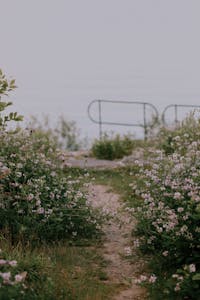 A serene pathway surrounded by blooming wildflowers leading to a lakeside view in Toronto.