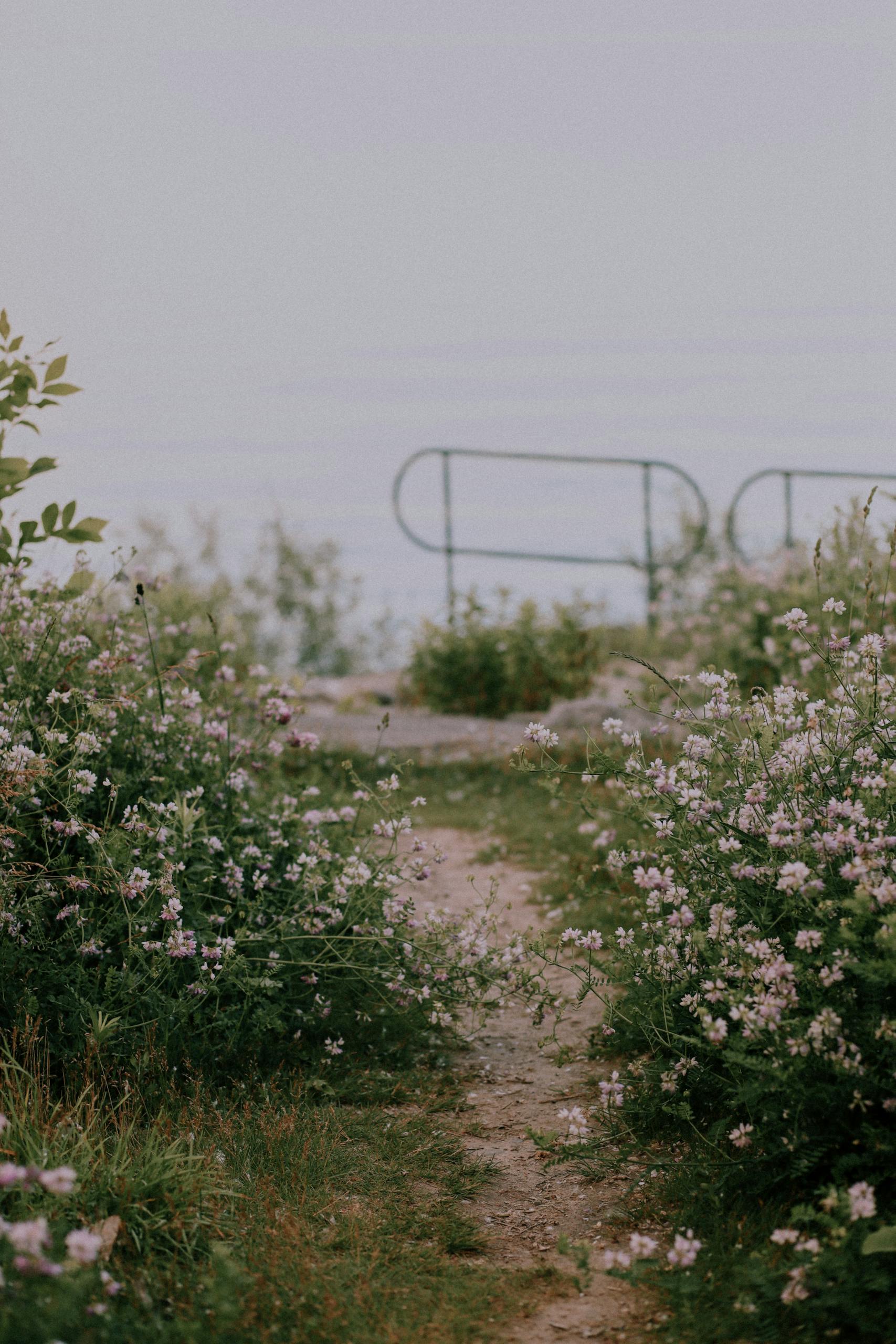 A serene pathway surrounded by blooming wildflowers leading to a lakeside view in Toronto.