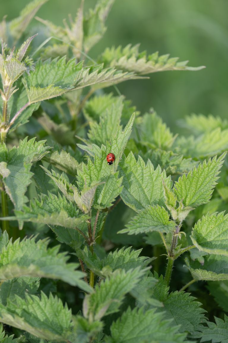Close-up of a ladybird on nettle leaves in Freiburg, Germany.