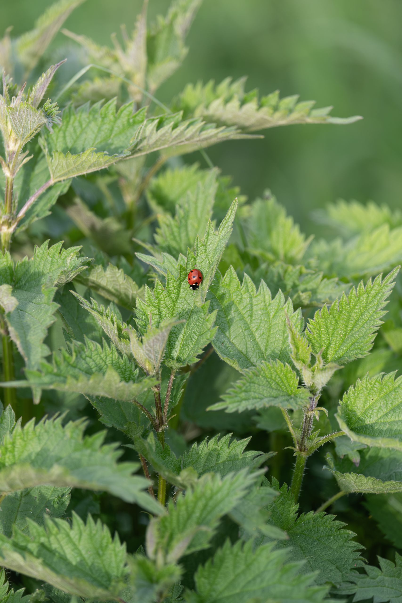 Close-up of a ladybird on nettle leaves in Freiburg, Germany.