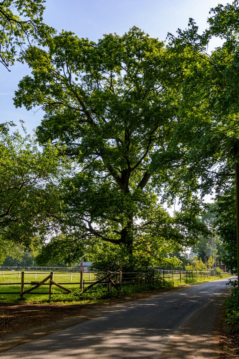 Peaceful country road lined with lush green trees in Coesfeld, Germany.