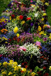 Vibrant spring garden with various colorful flowers in full bloom.