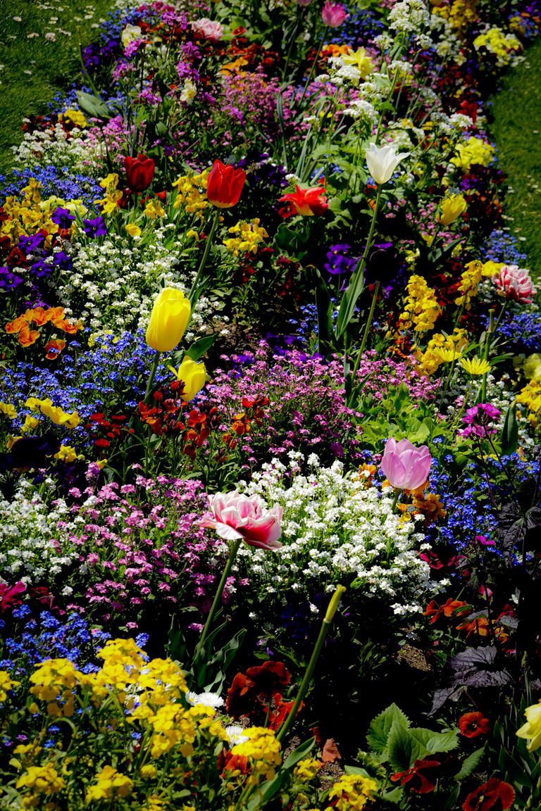 Vibrant spring garden with various colorful flowers in full bloom.