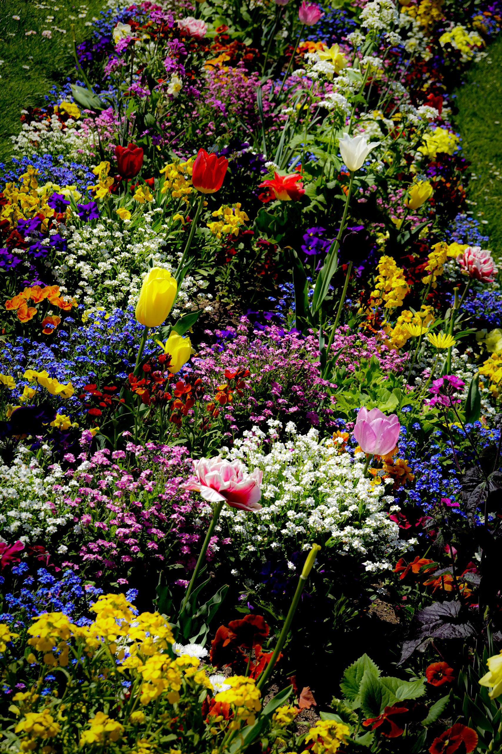 Vibrant spring garden with various colorful flowers in full bloom.