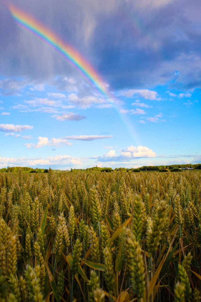 A scenic wheat field in Sweden with a vibrant rainbow under a blue sky and scattered white clouds.