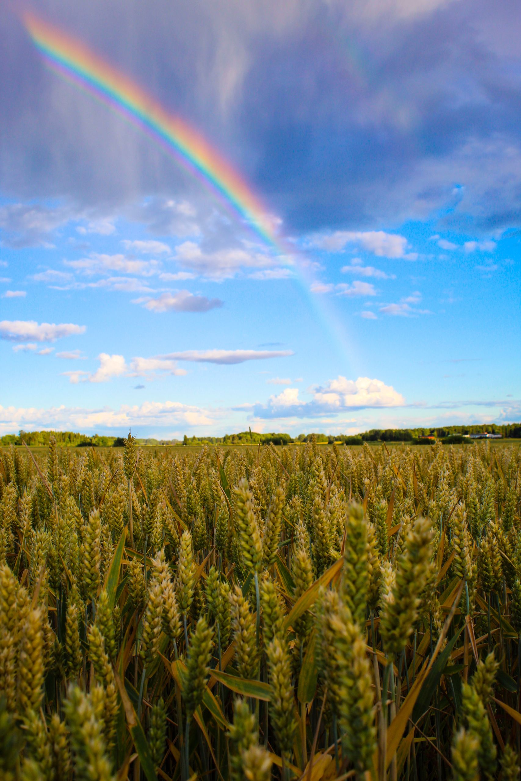 A scenic wheat field in Sweden with a vibrant rainbow under a blue sky and scattered white clouds.