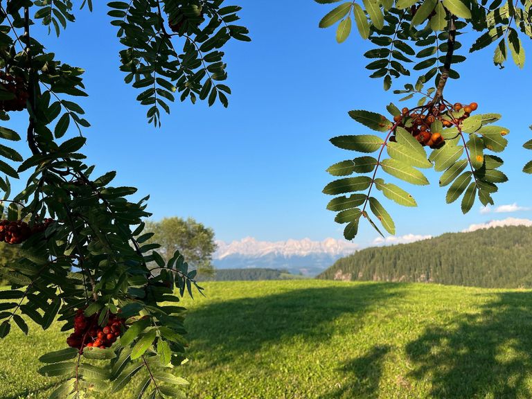 Lush landscape view with rowan tree and Dolomites in Nova Ponente, Italy