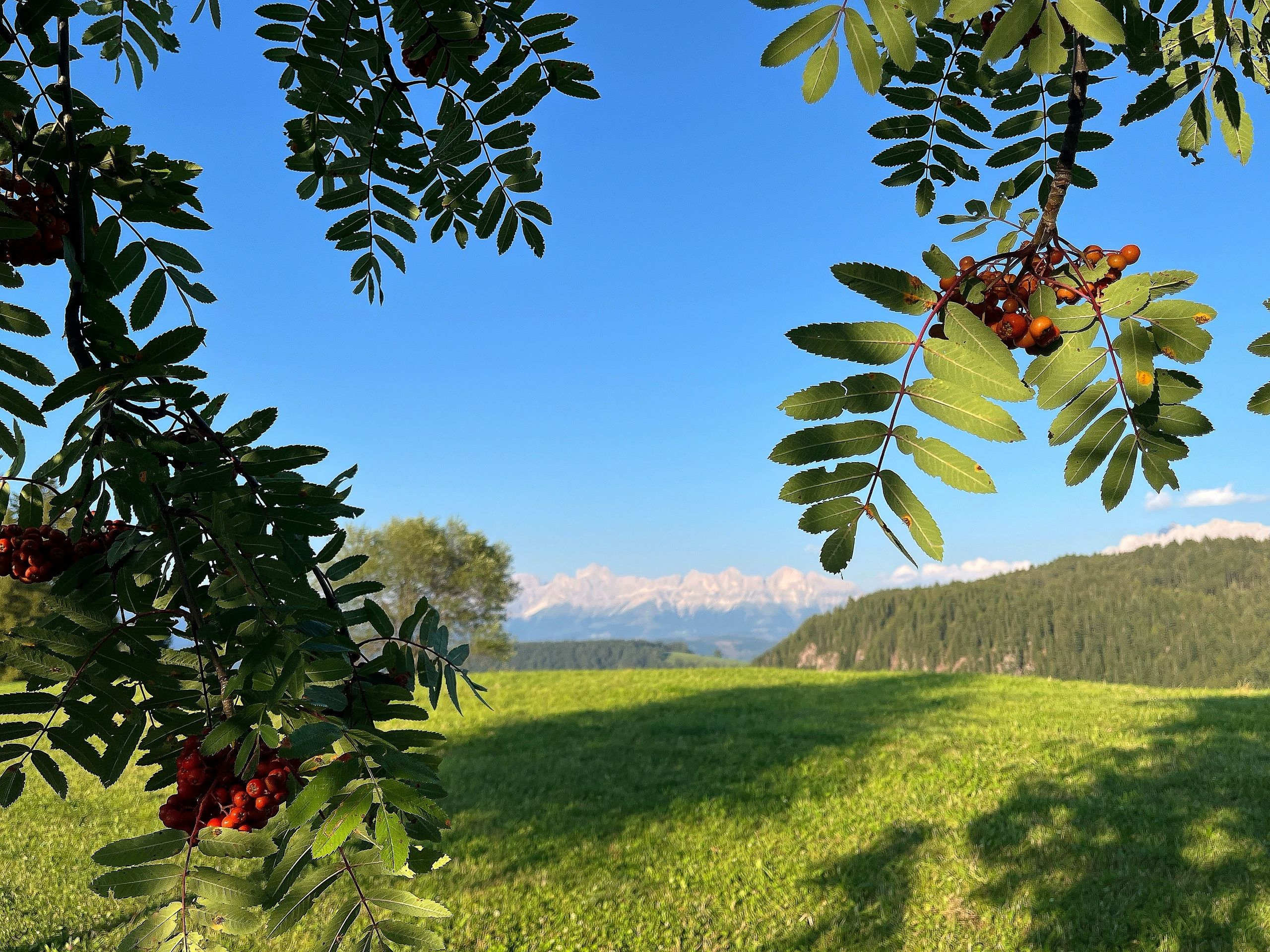 Lush landscape view with rowan tree and Dolomites in Nova Ponente, Italy