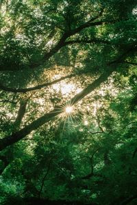 Sunlight beautifully filters through the lush green leaves of a tree, creating a serene natural scene.