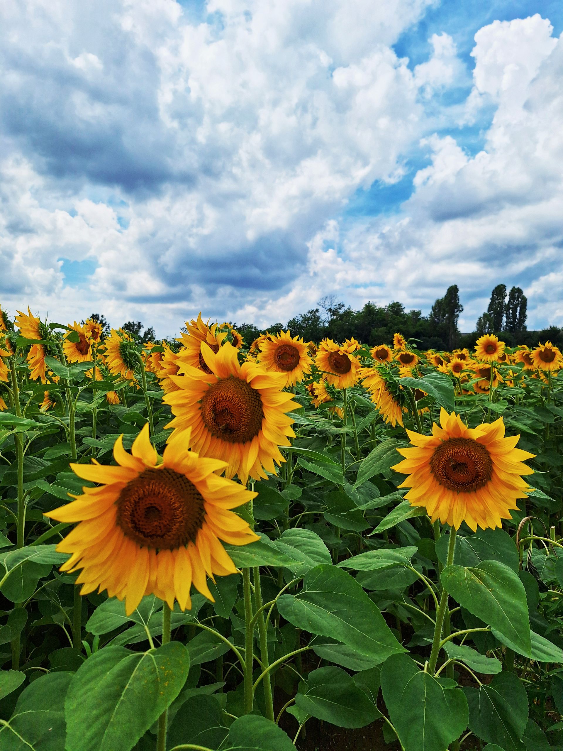 Stunning field of sunflowers under a dramatic cloudy sky, capturing summer's vibrant beauty.