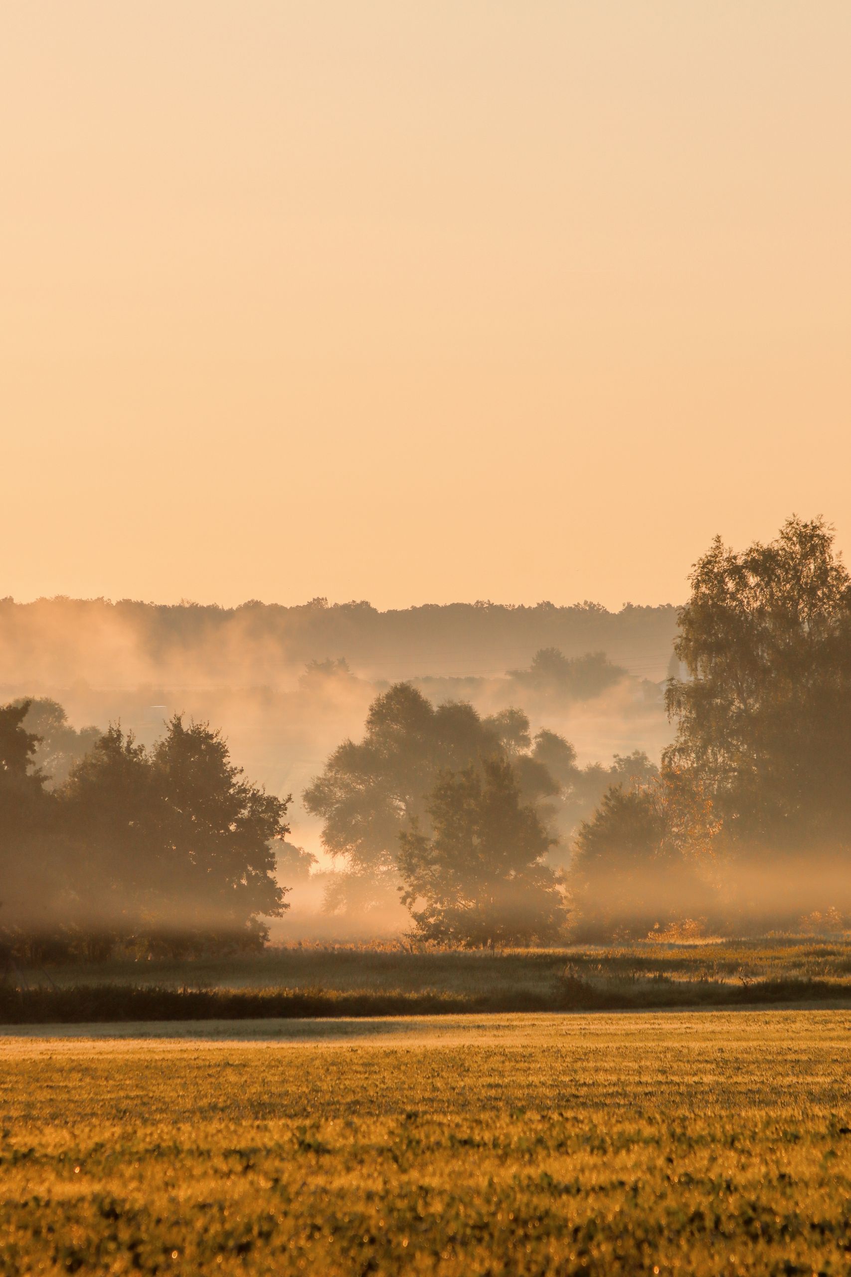 Tranquil sunrise over a misty rural landscape with trees and fields.